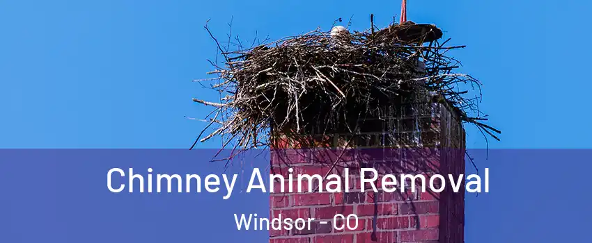  Chimney Animal Removal Windsor - CO