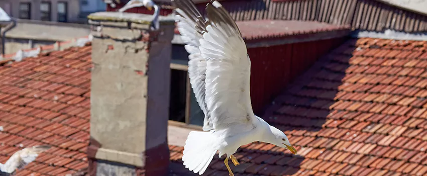 Residential Chimney Animal Removal Solution in Windsor, CO