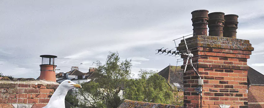 Chimney Cleaning And Restoration in Windsor, Colorado